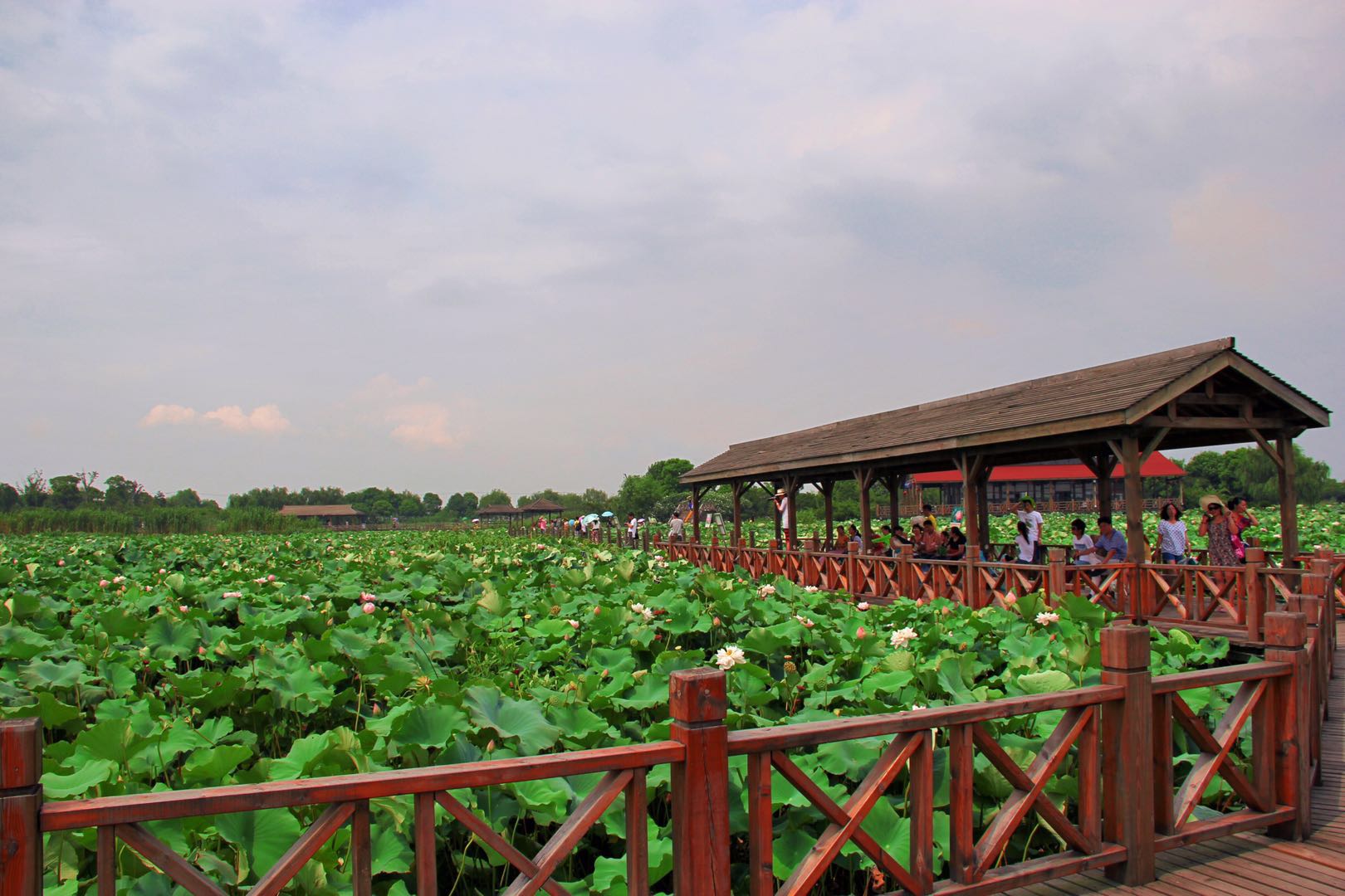 荷塘月色湿地公园|荷花|荷塘月色_新浪新闻