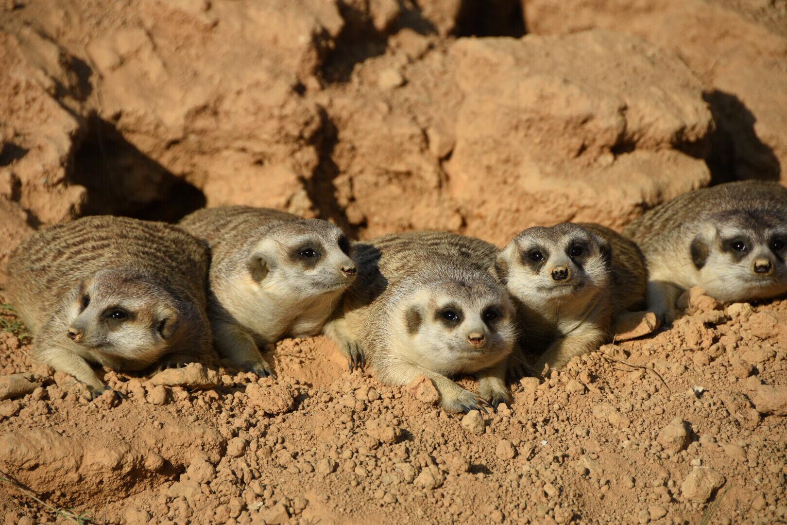 会直立眼睛有太阳镜功能可直视太阳的狐獴超可爱(杭州野生动物园
