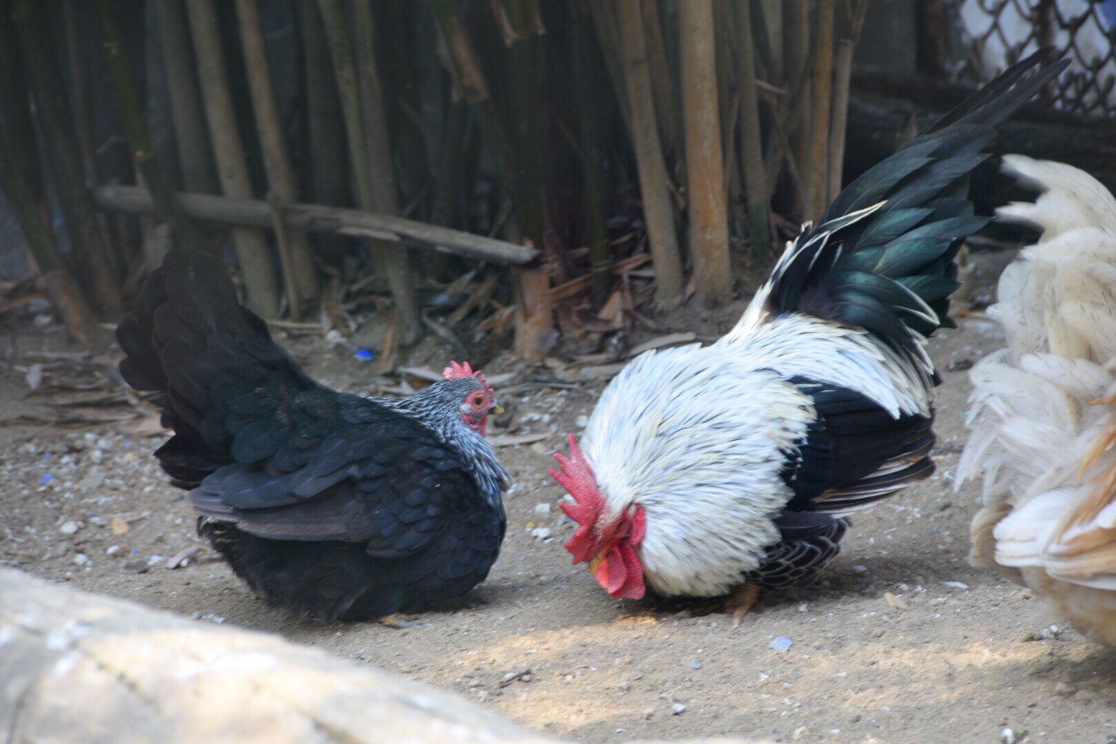 禽类动物矮脚鸡公鸡自然摄影图配图高清摄影大图-千库网