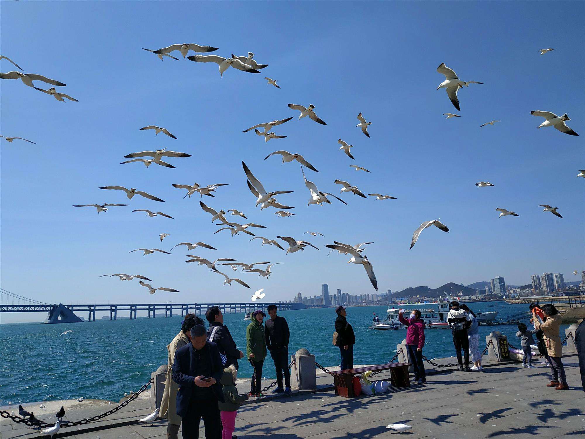 这次去大连旅行,又来到大连最有名的星海广场看海鸥,大连的海鸥常年