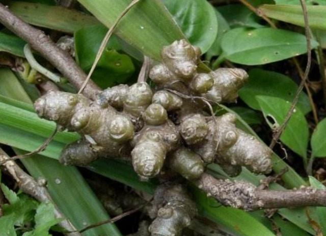 成灾,在我国却是难得的美味佳肴,你有没吃过|佳肴|植物|落葵_新浪新闻