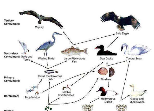 又或者低阶被捕食者以多打少欺负人都有可能打破上天的食物链规则