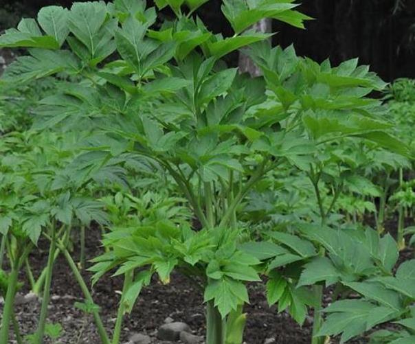 它是秦始皇费力寻找的不老仙草请熟记样貌或许你曾经见过