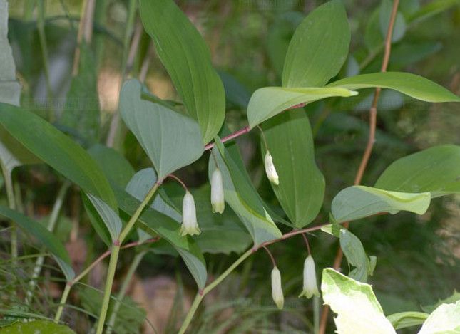 农村像百合花的植物 价值远超百合 对女性更有益处 利润超百万 农村像百合花的植物 价值远超百合 对女性更有益处 利润超百万