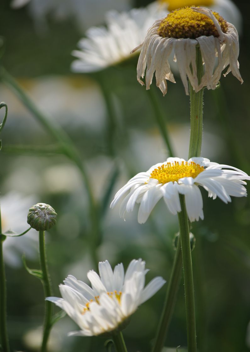 原创摄影——纯洁的小白菊