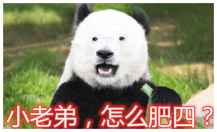 熊猫"不熬夜"后,成没有灵魂的国宝,网友:李荣浩还是孙红雷?