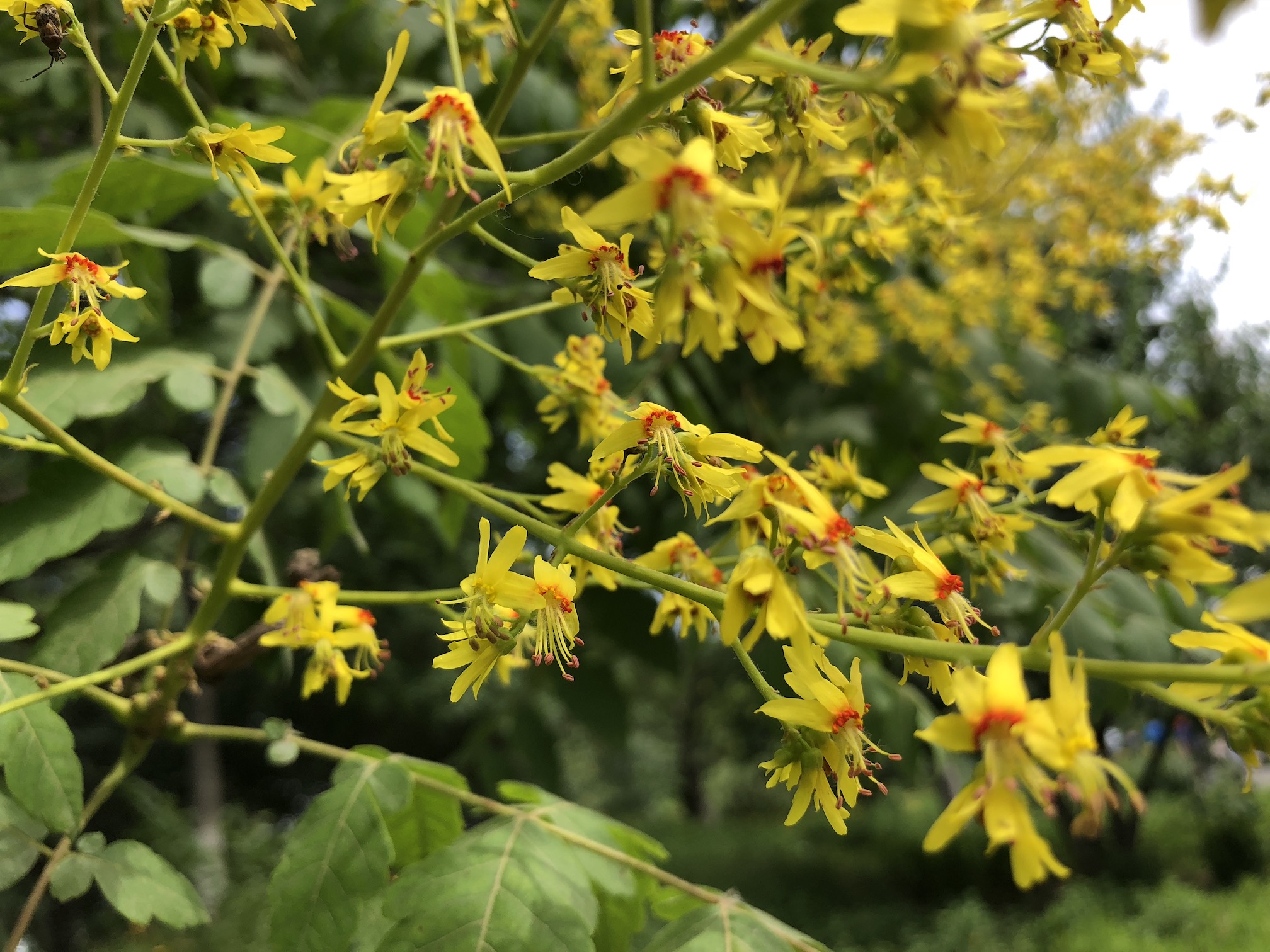 艳丽的栾树花北京奥森