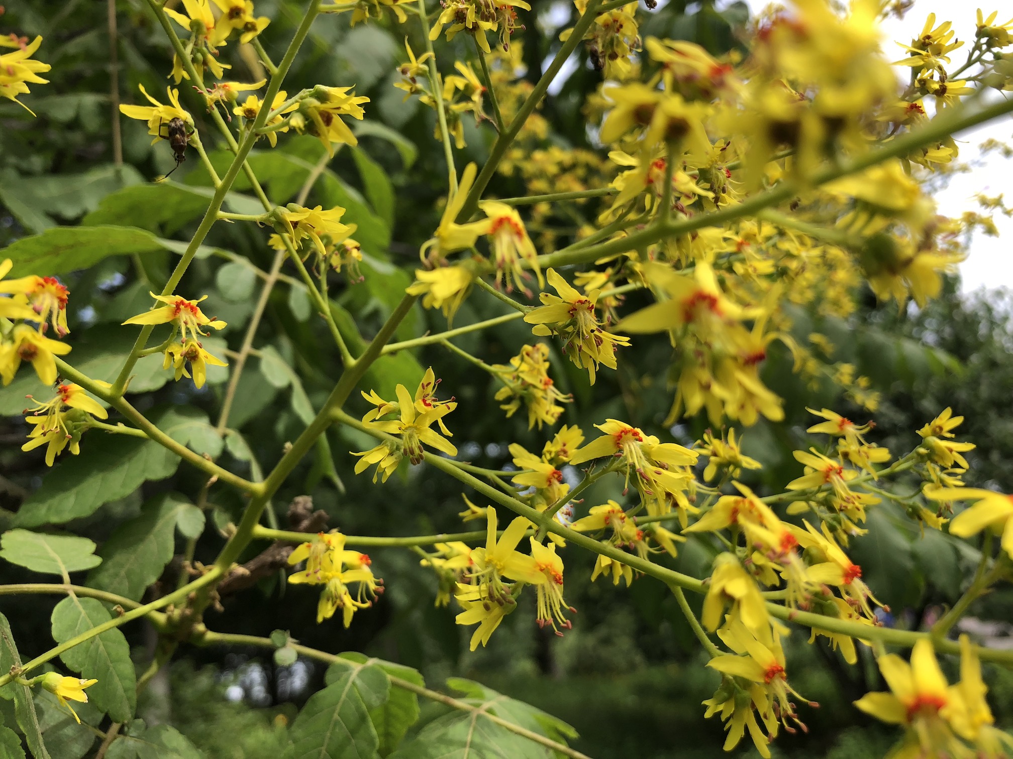 艳丽的栾树花北京奥森
