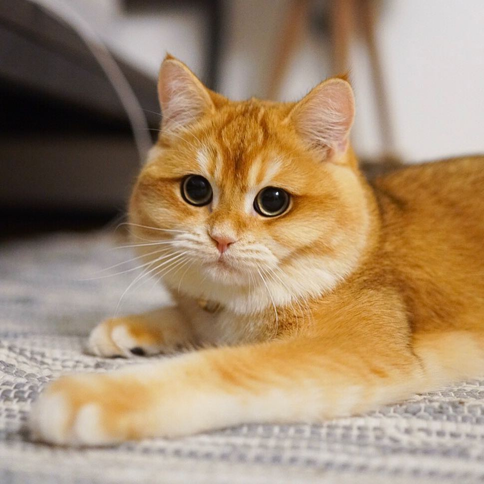 金色英国短毛猫 一团燃烧的小火球