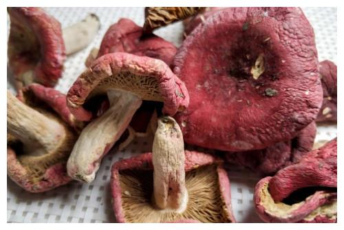 美味牛肝菌,野生红菇,野生青头菌,野生黄丝