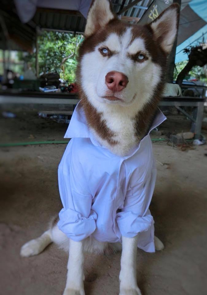 这骚气的狗:请大家告诉我,我是不是被一只狗鄙视了?