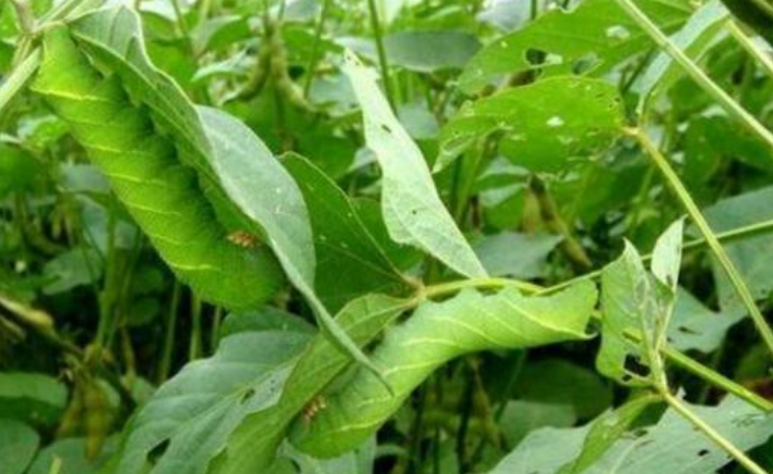 过去农民见了就打,如今成抢手货,一斤80元,是大补|豆虫|蝉蛹|抢手货