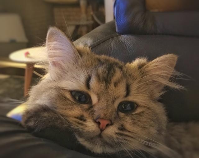 猫咪总咬烂东西,“打猫”有用吗|猫咪|猫|微量元素|磨牙|小猫_新浪新闻