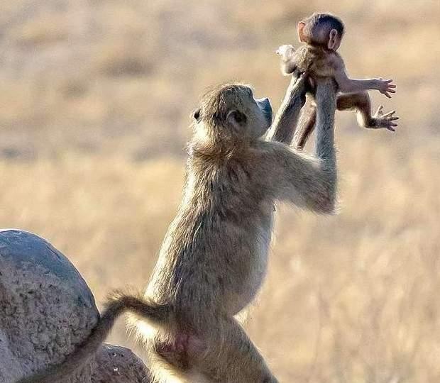 狒狒霸气高举宝宝网惊: 找到辛巴啦