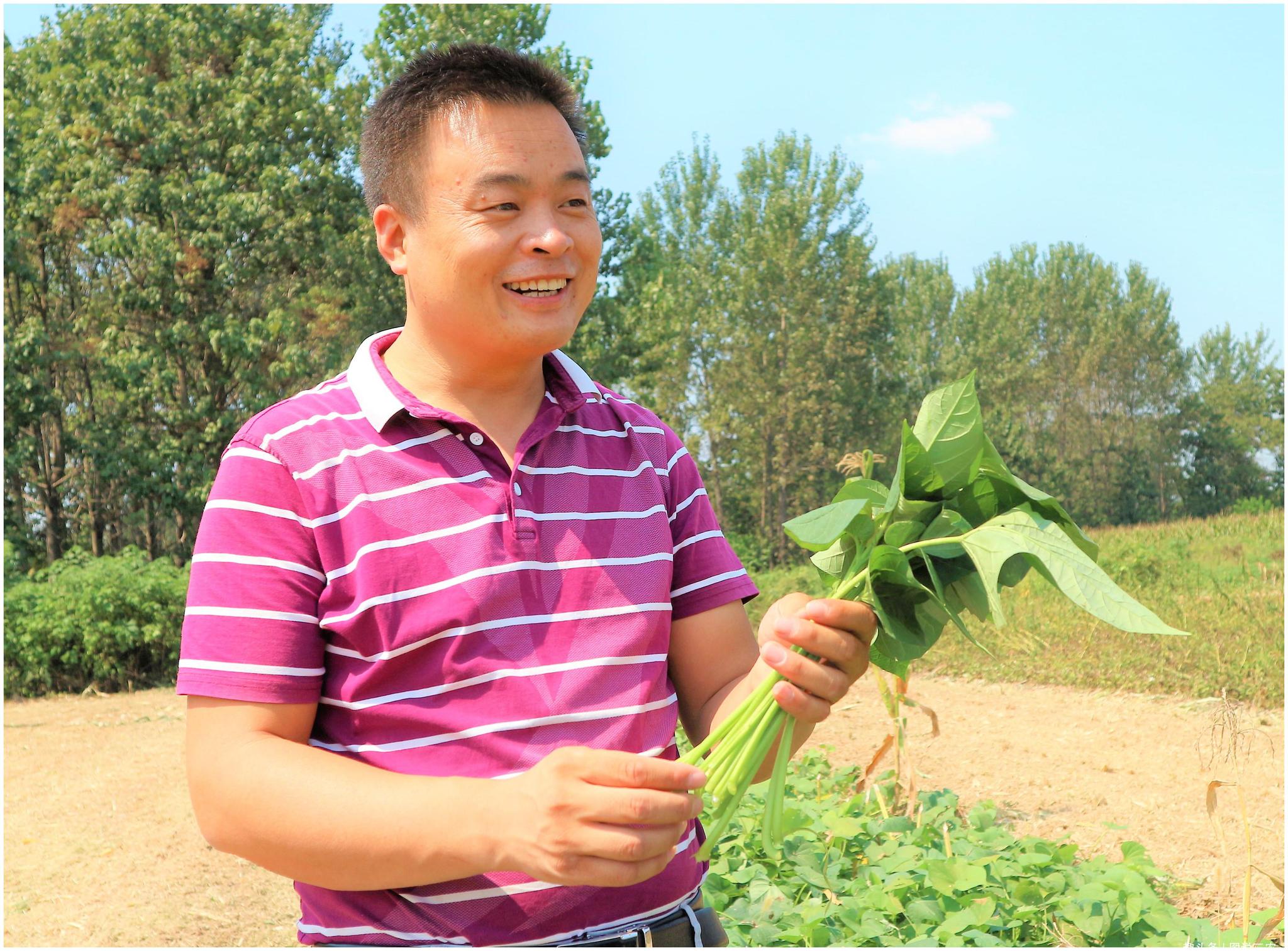 农民种植一种"长寿菜",4亩收入12万元,它曾经是农民喂猪饲料