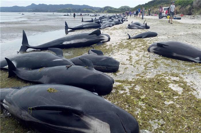 新西兰沿岸50万只海洋生物死亡第六次生物大灭绝要来了