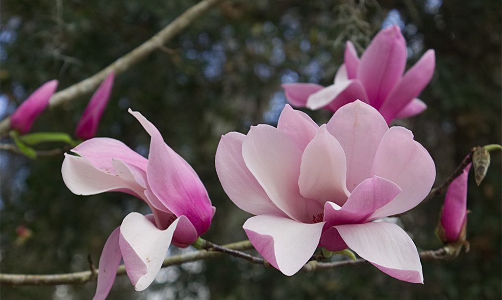 芬芳高洁的玉兰花莹似玉香如兰