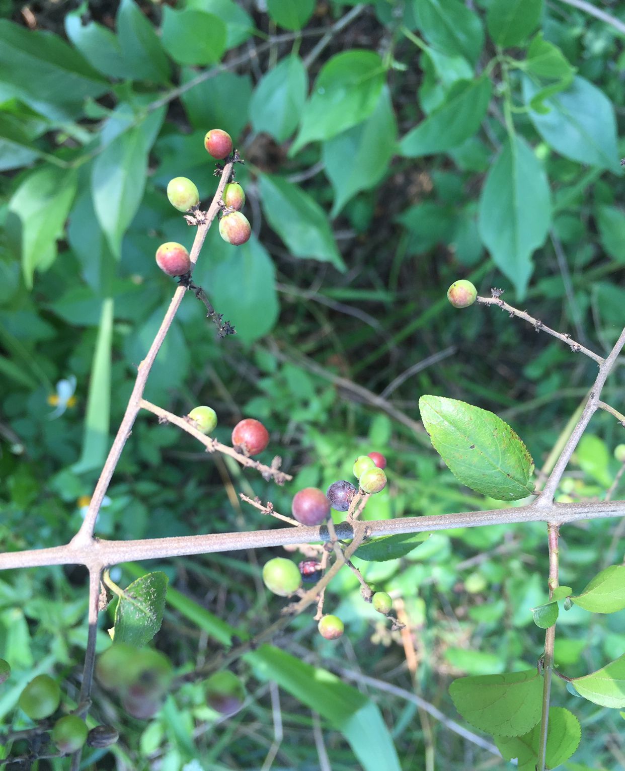 这种只在清明前后结果的植物叫雀梅藤是被人遗忘的野生资源