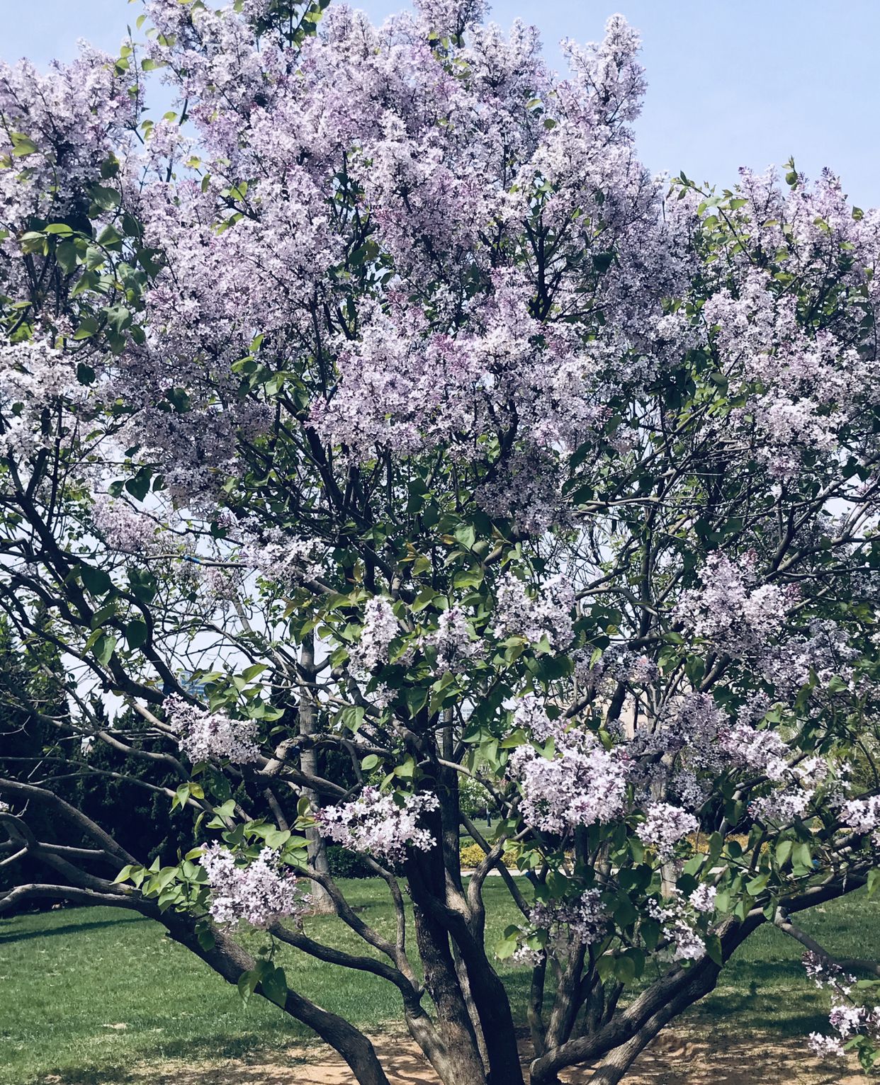 五月的清風,五月的花香,溫柔的浪漫了這個世界|花香|陪襯|塵世_新浪