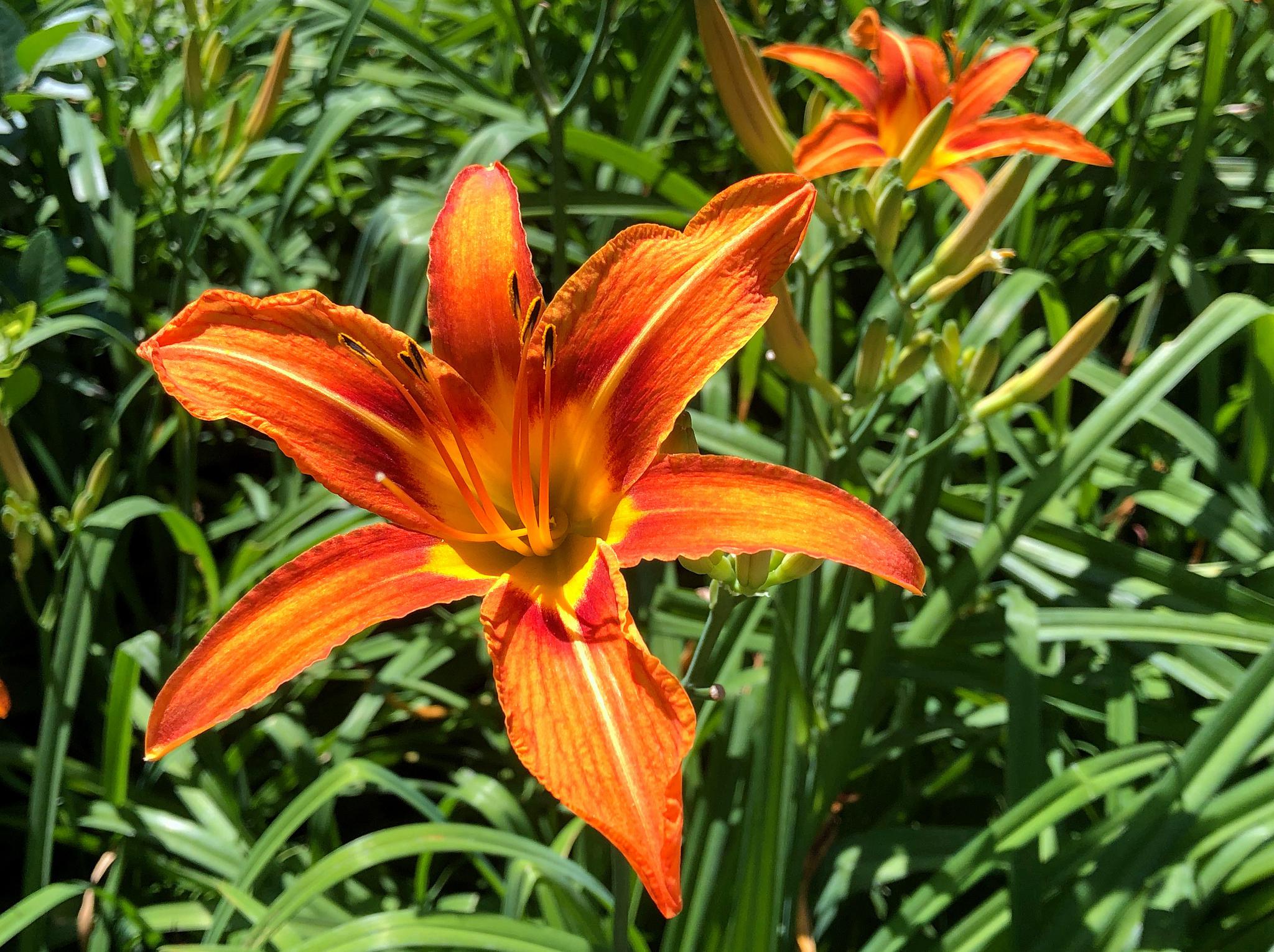 小花也美丽绽放的萱草花手机原创摄影