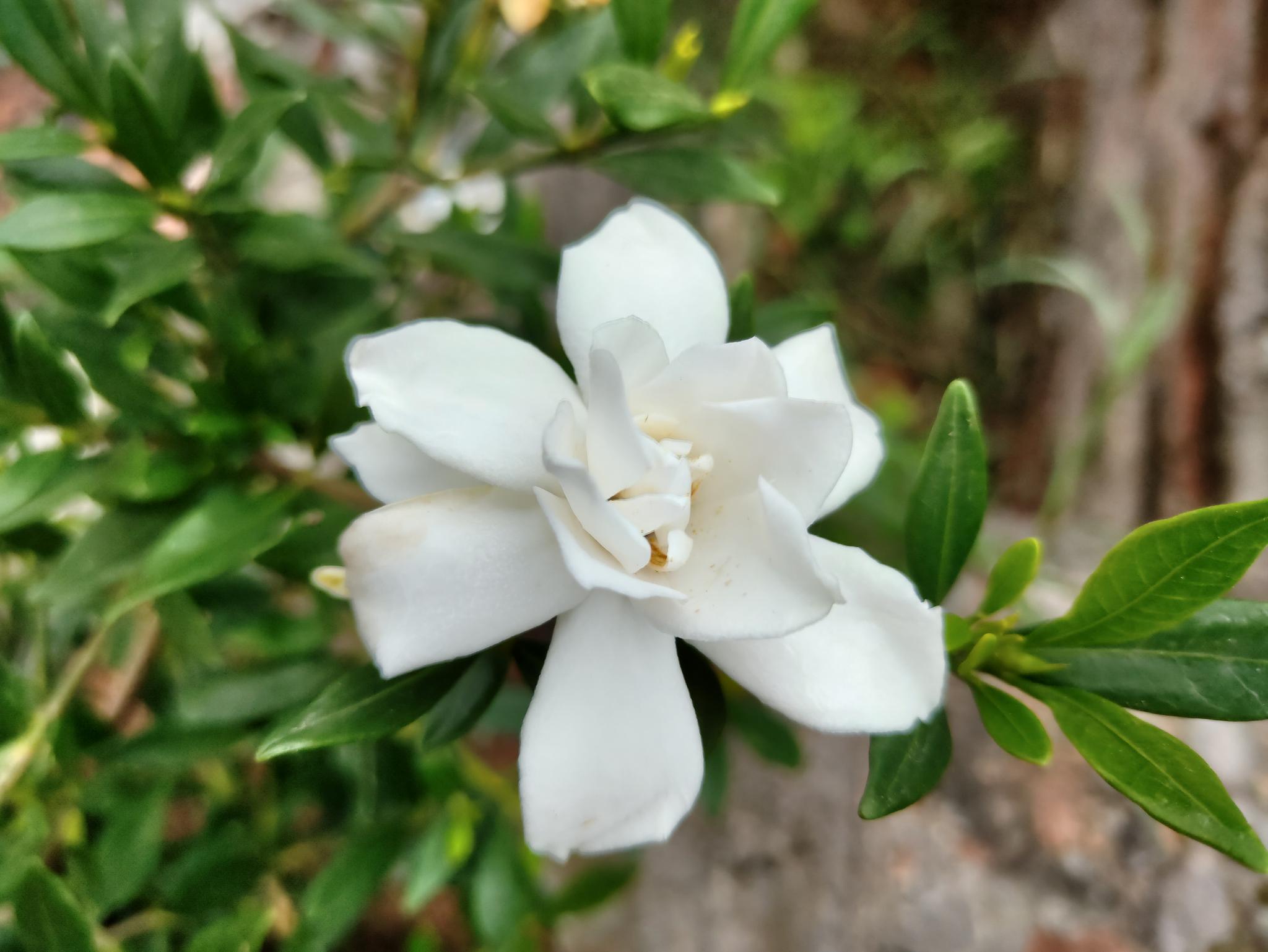 栀子花开总有一种美丽无与伦比