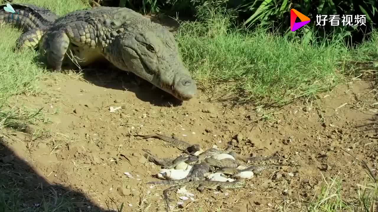 都是史前生物科莫多巨蜥遇到了尼罗鳄打起来的话谁更胜一筹