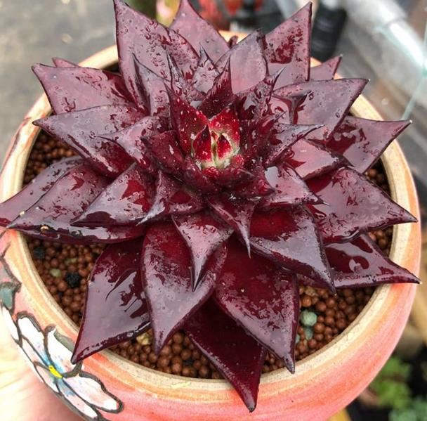 来看看高手养的罗宾多肉夏季最红多肉懒人植物超好养