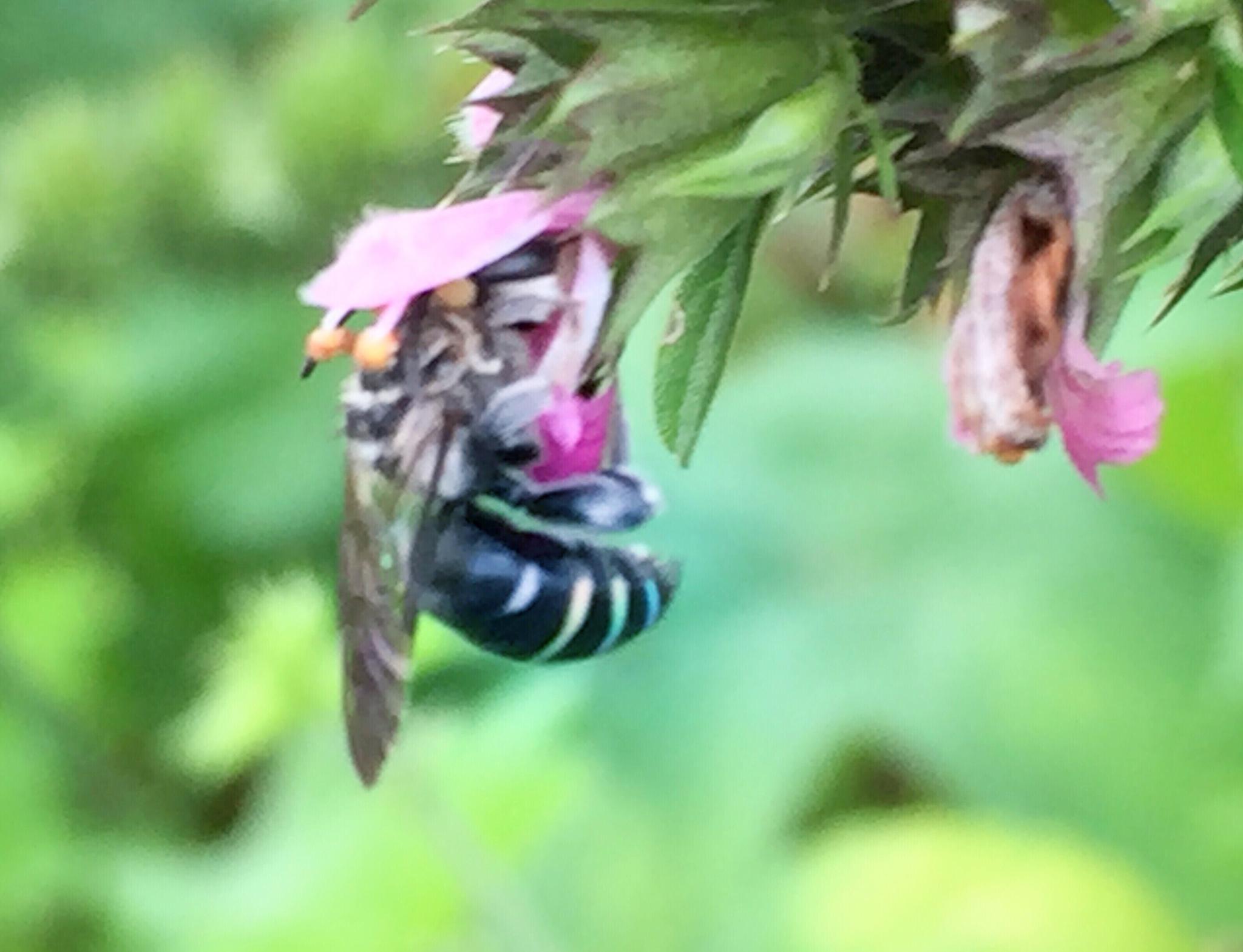 看过尾部蓝色环纹的蜜蜂吗