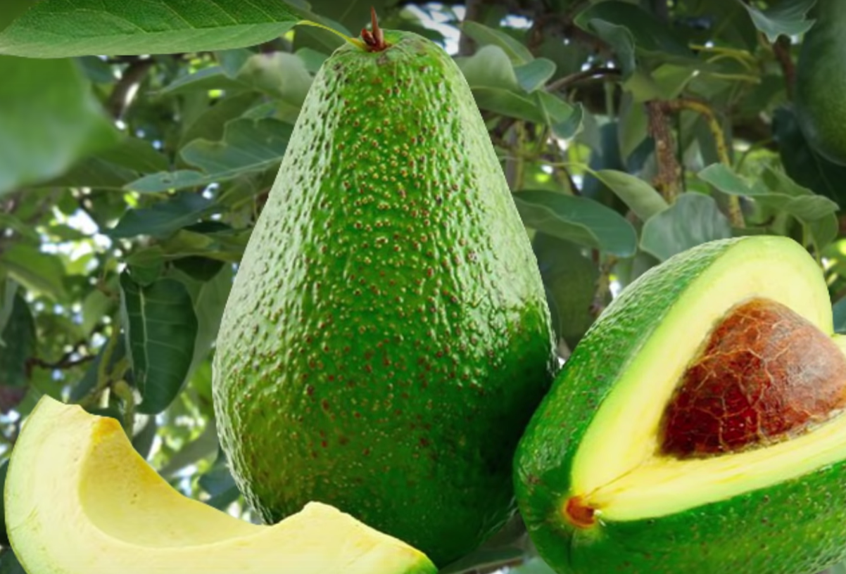 200公斤,非洲这国牛油果首次进入中国市场!日本却"来迟一步"?