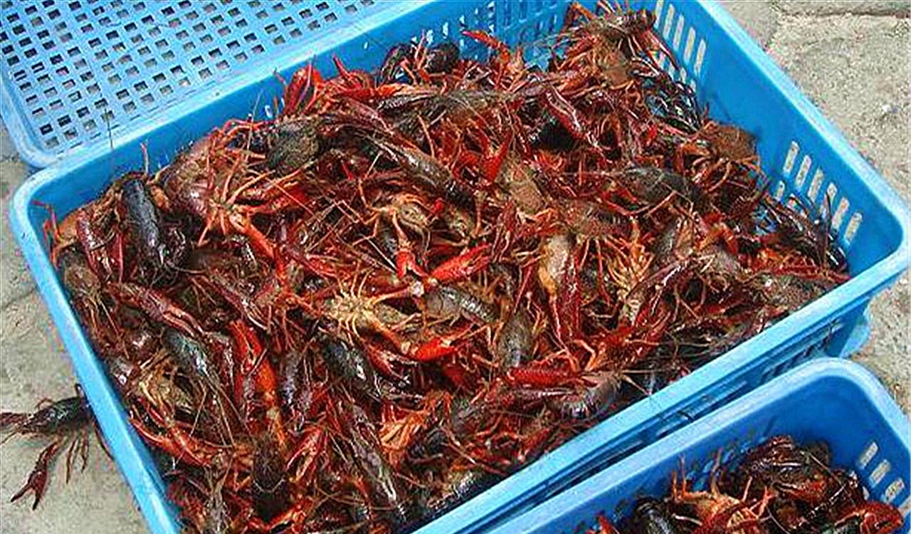 水稻清洁工利用稻田养殖小龙虾一举两得