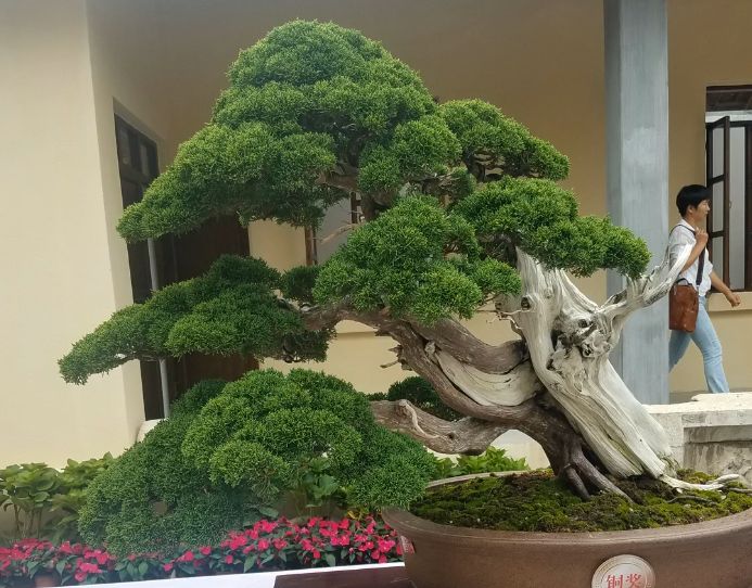 2019年bci中国盆景邀请展,全是精品盆景,不看可惜了!