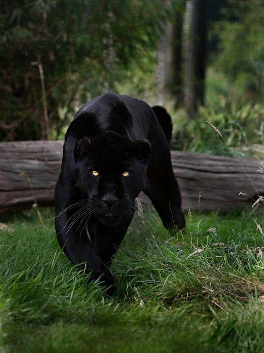 "豹"为名,多基因混合,因性情不稳,暂未上市|黑熊|猛犬|黑豹_新浪新闻