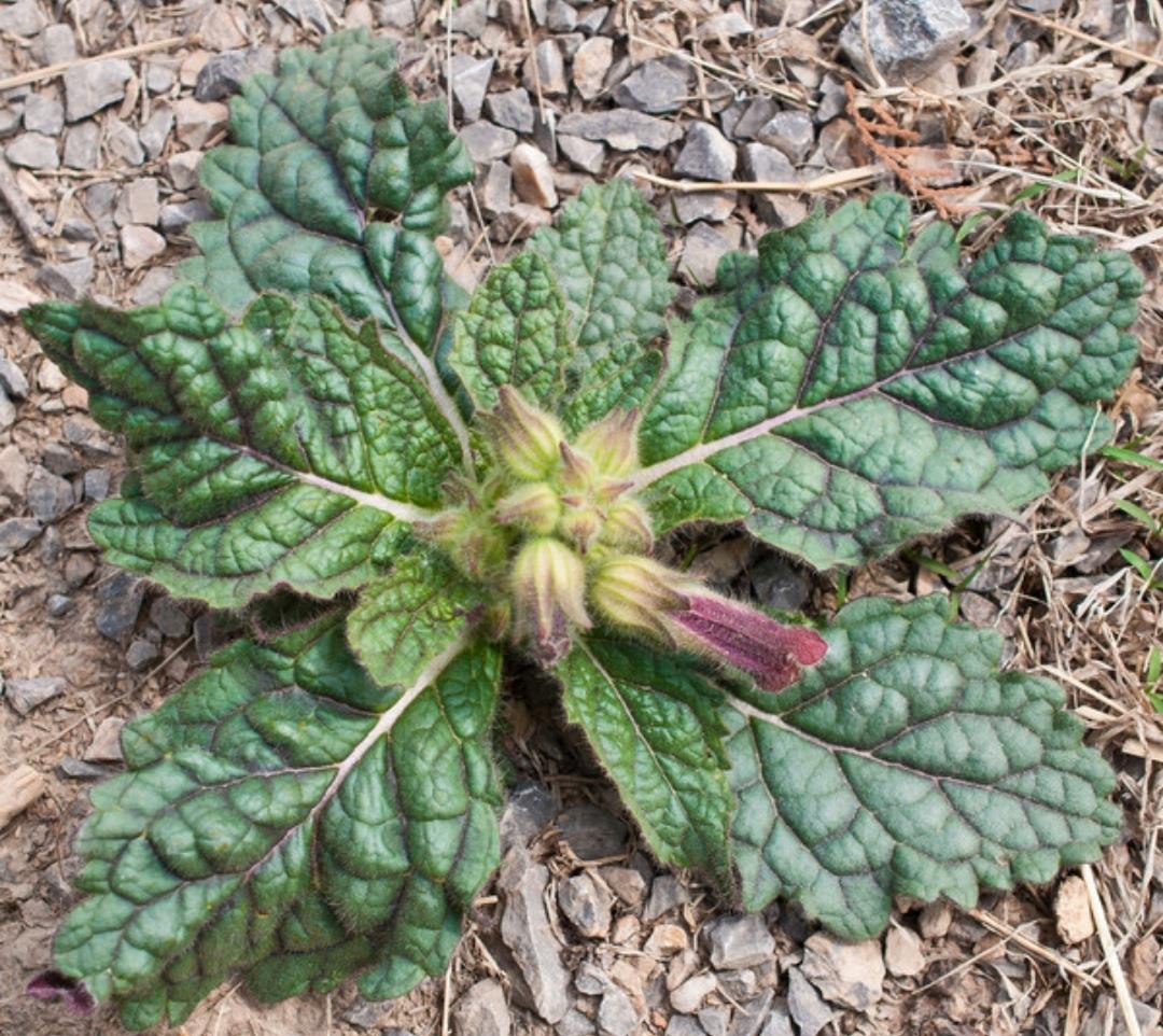 生地黄适合什么体质?应怎么贮藏?