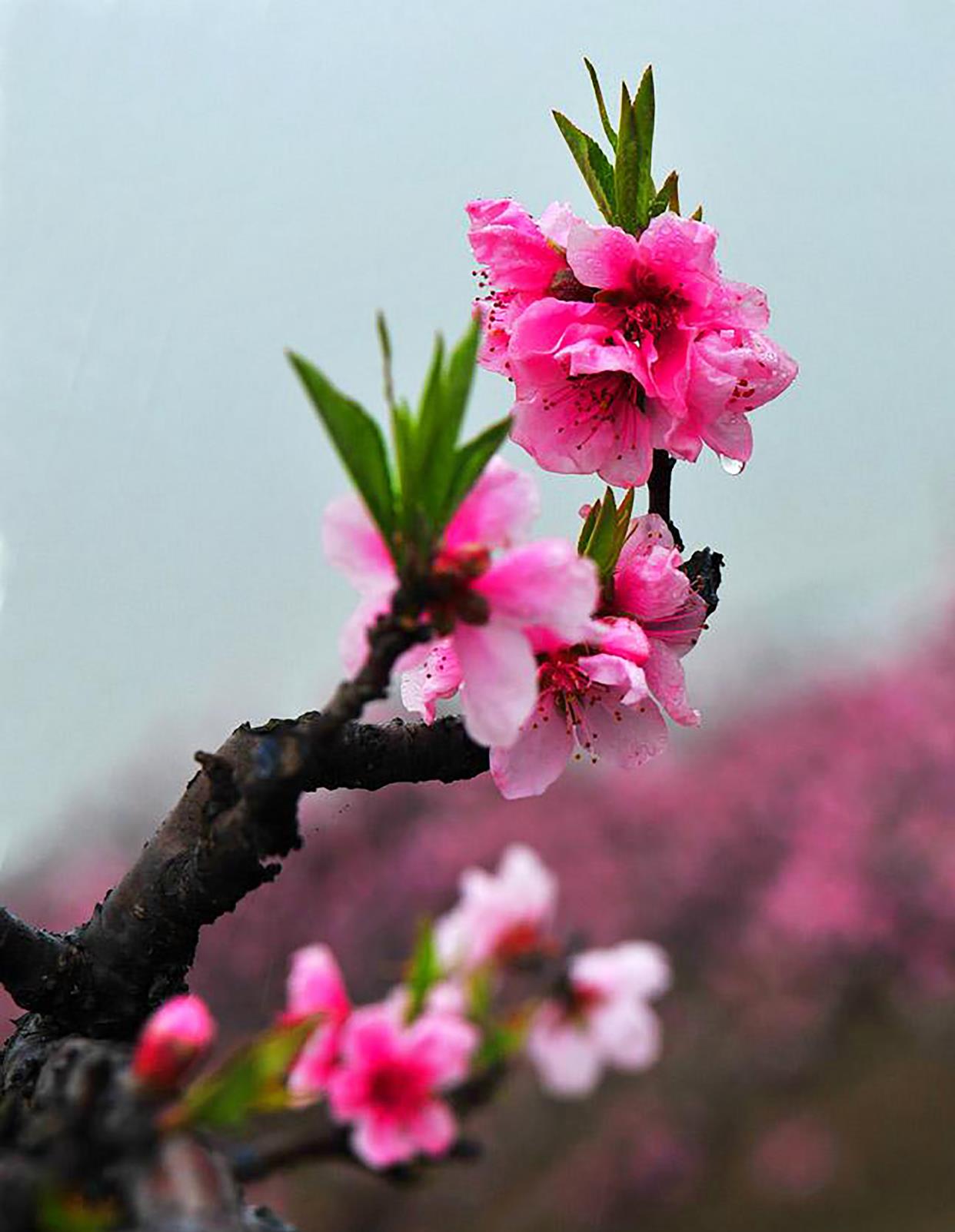 春天到了,在那桃花盛开的地方
