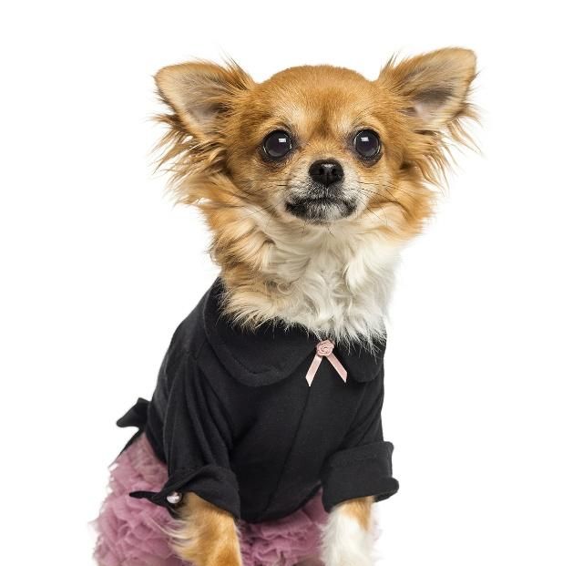 犬的运动能力非常的强 可是犬的运动系统有哪些