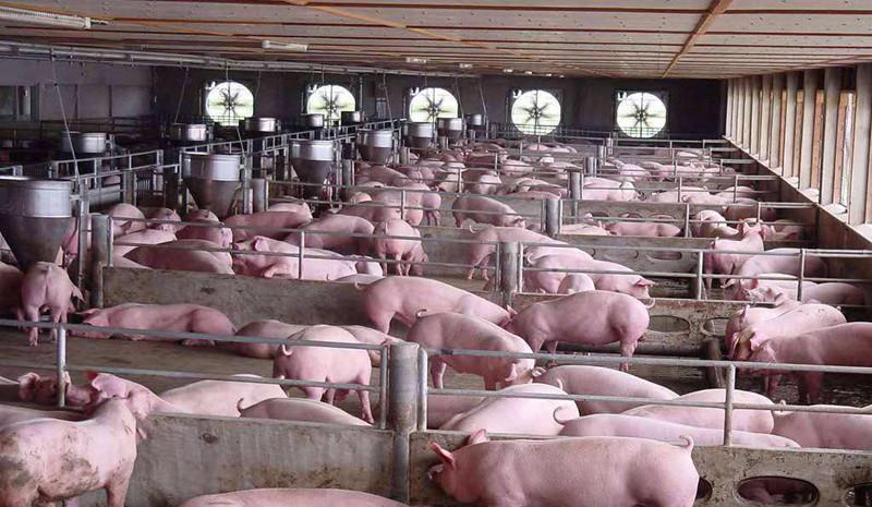 冬季的时候,养猪户可以做到这几点,让猪舍既保暖又通风