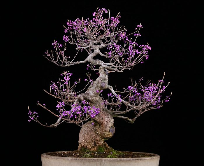 观赏花艺大师盆景作品 活的艺术品 无价之物 拍照欣赏 观赏花艺大师盆景作品 活的艺术品 无价之物 拍照欣赏