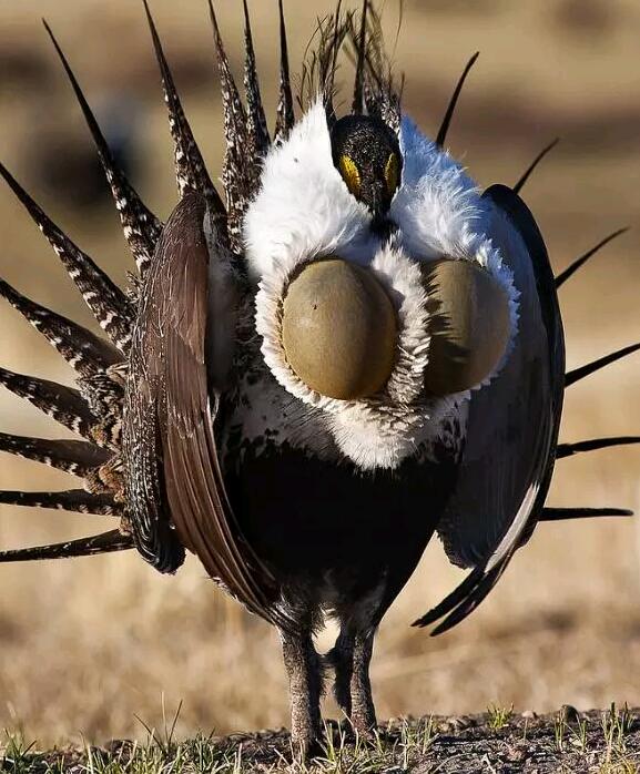 18种稀有奇葩动物你知道多少