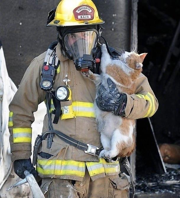 猫咪|消防员|火灾_新浪新闻