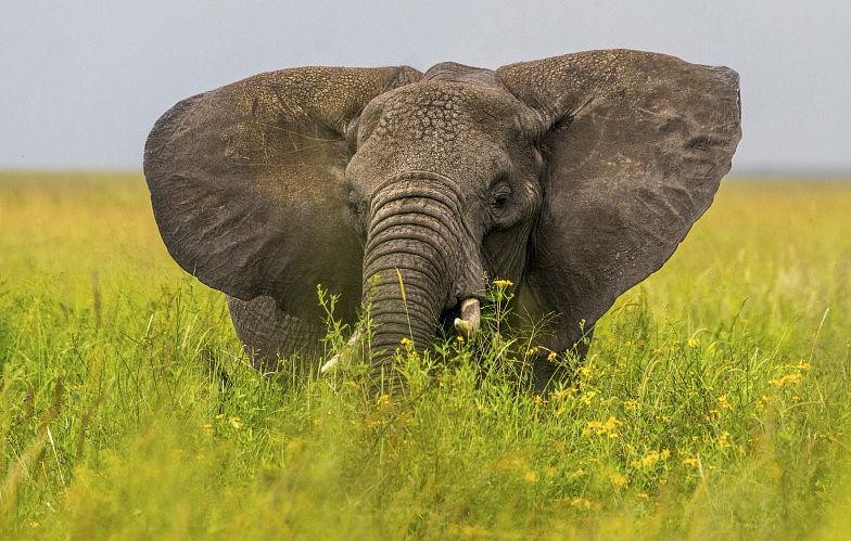 如果说草原上还有什么动物敢打大象的注意的话,恐怕就是有百兽之王