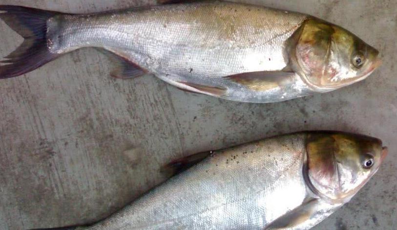"白鲢"和"花鲢"长得很像,名字也只有一字之差,区别却很大!