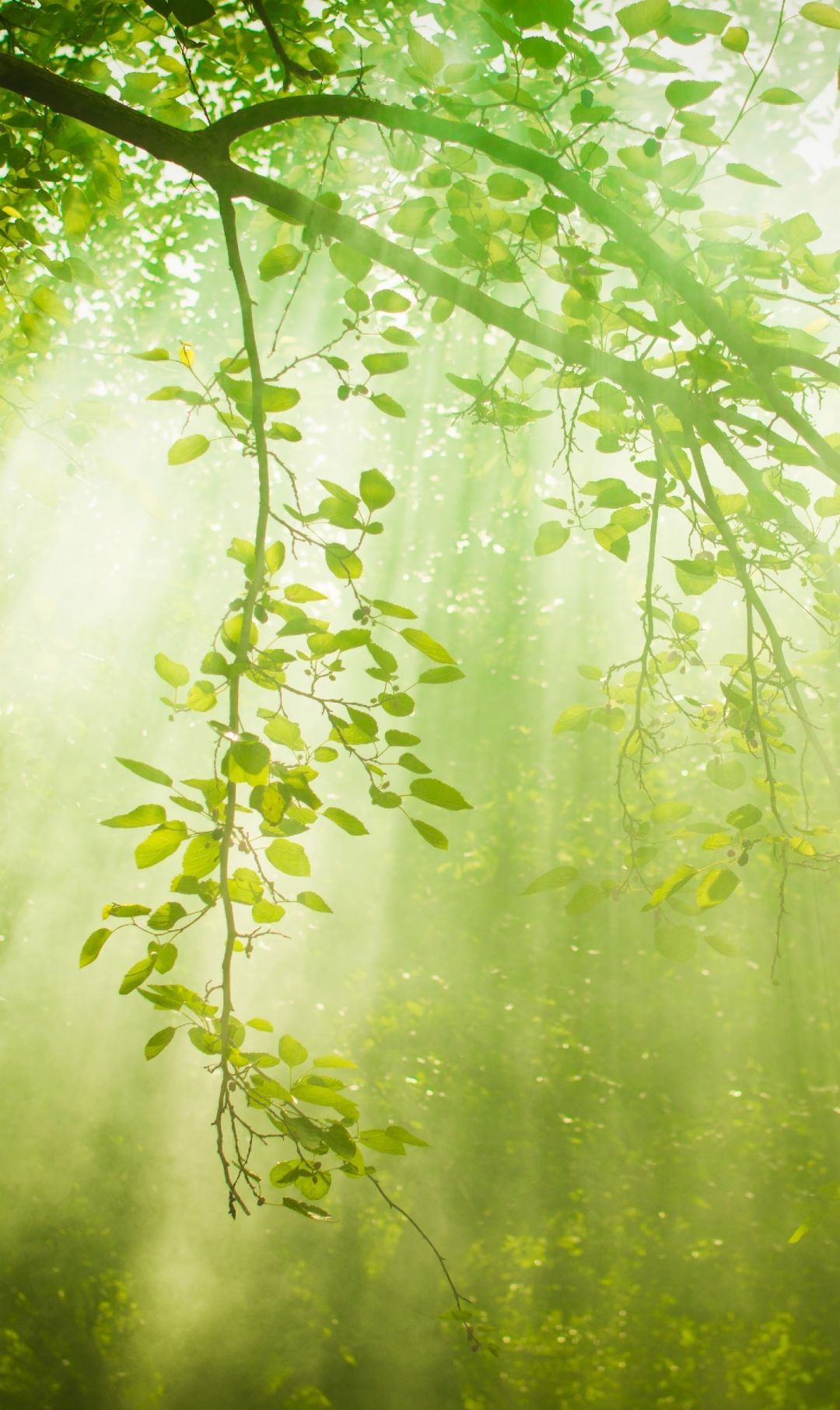 一组护眼壁纸,喜欢点赞关注吧.|护眼|壁纸_新浪新闻