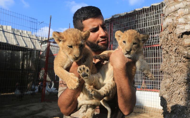 加沙动物园出生3只小狮崽因缺乏条件被迫转移