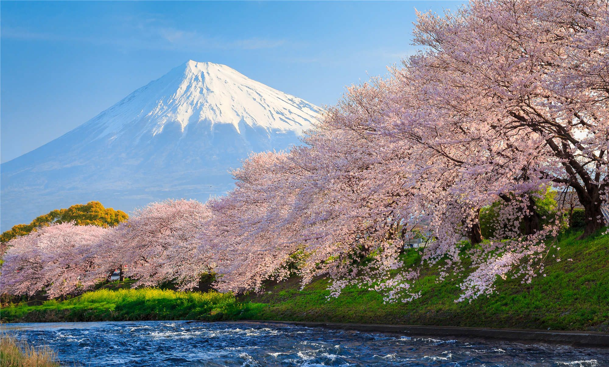 六张樱花绽放的美图:美丽动人,十分的烂漫