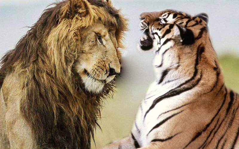 从老虎和狮子的生活方式来看两者谁的智商比较高
