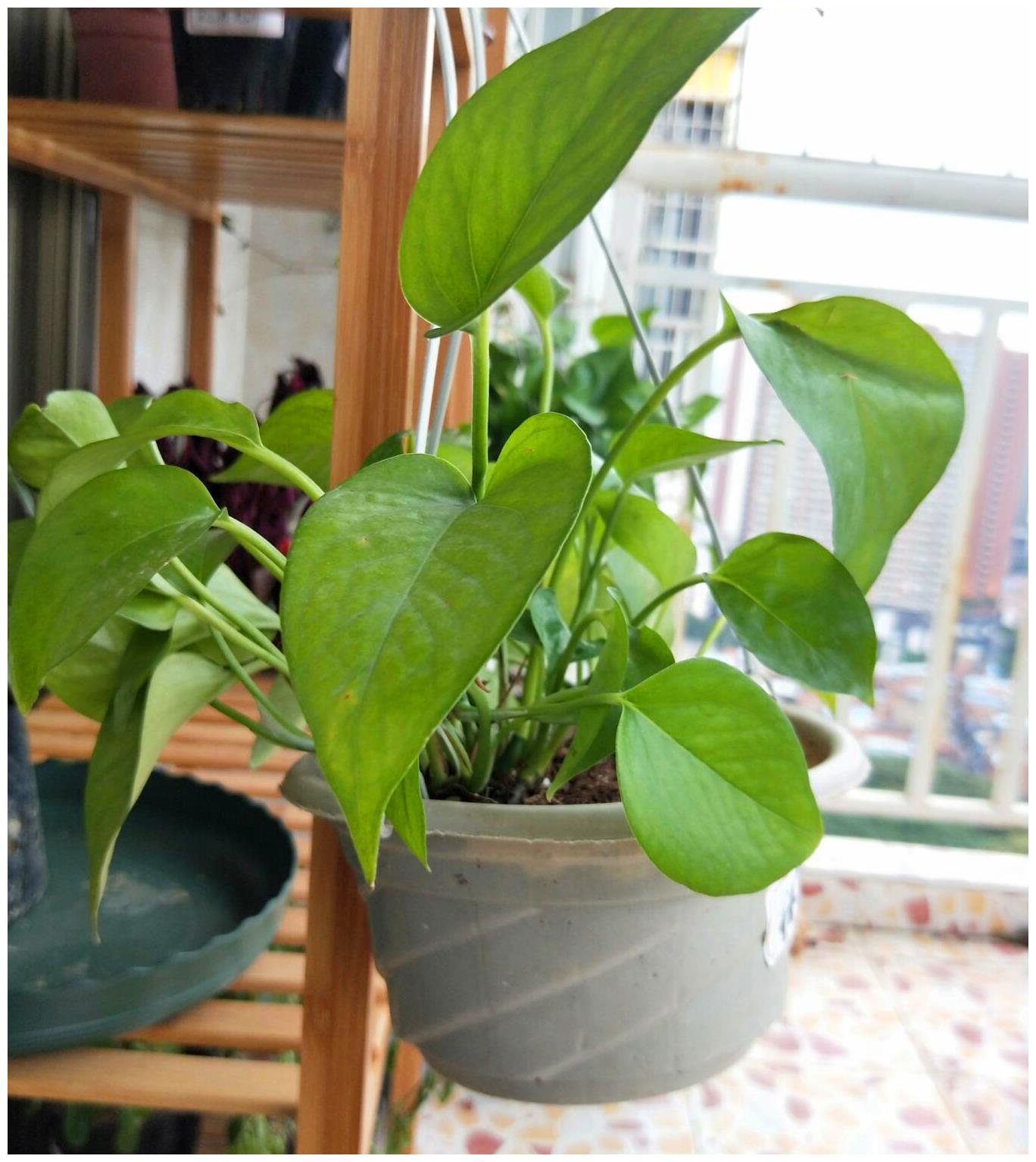 seo工作的路在何方站长心酸史