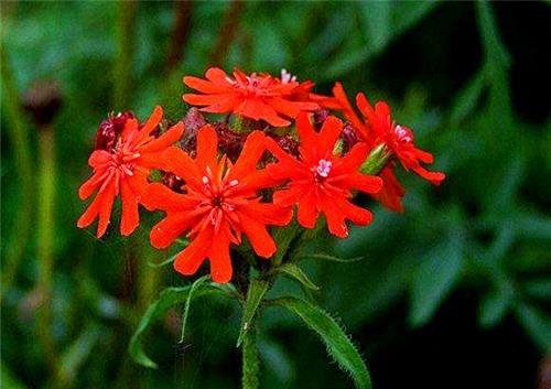 盆栽剪秋罗如何养教你3个养护剪秋罗的妙招,开花更加艳丽