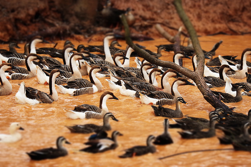 人工养殖大雁常识【大雁的生活习性和产蛋周期介绍】|大雁|生活习性|