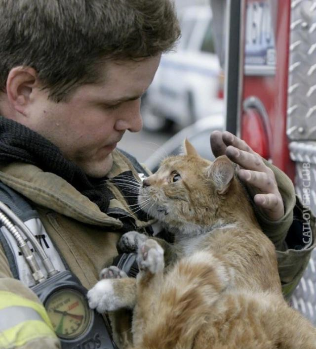 从火灾中救出来的猫咪,一只只都好有个性,眼神里都是戏!