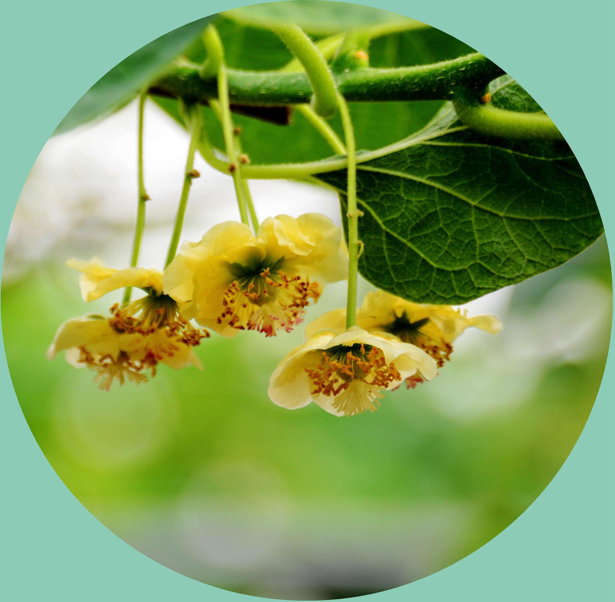 猕猴桃花盛开时